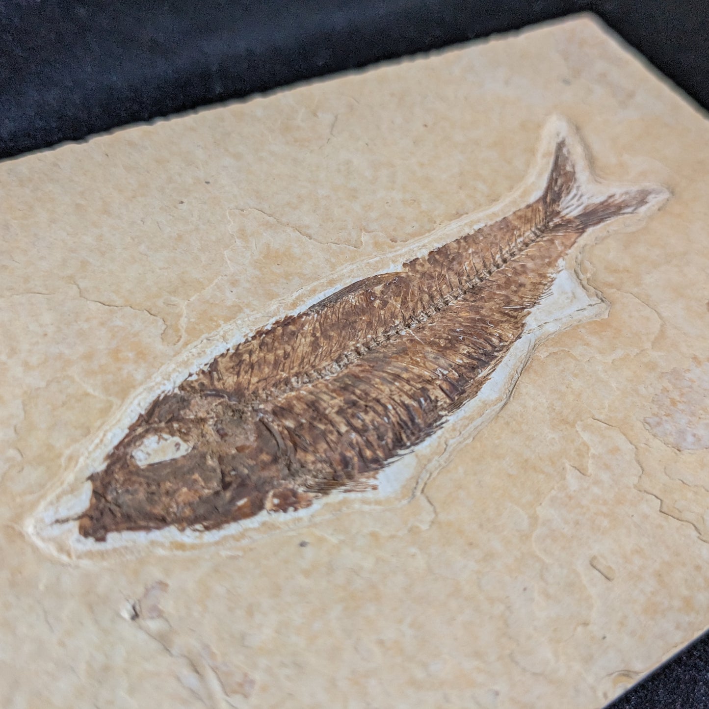 Fossilized Fish (Knightia)