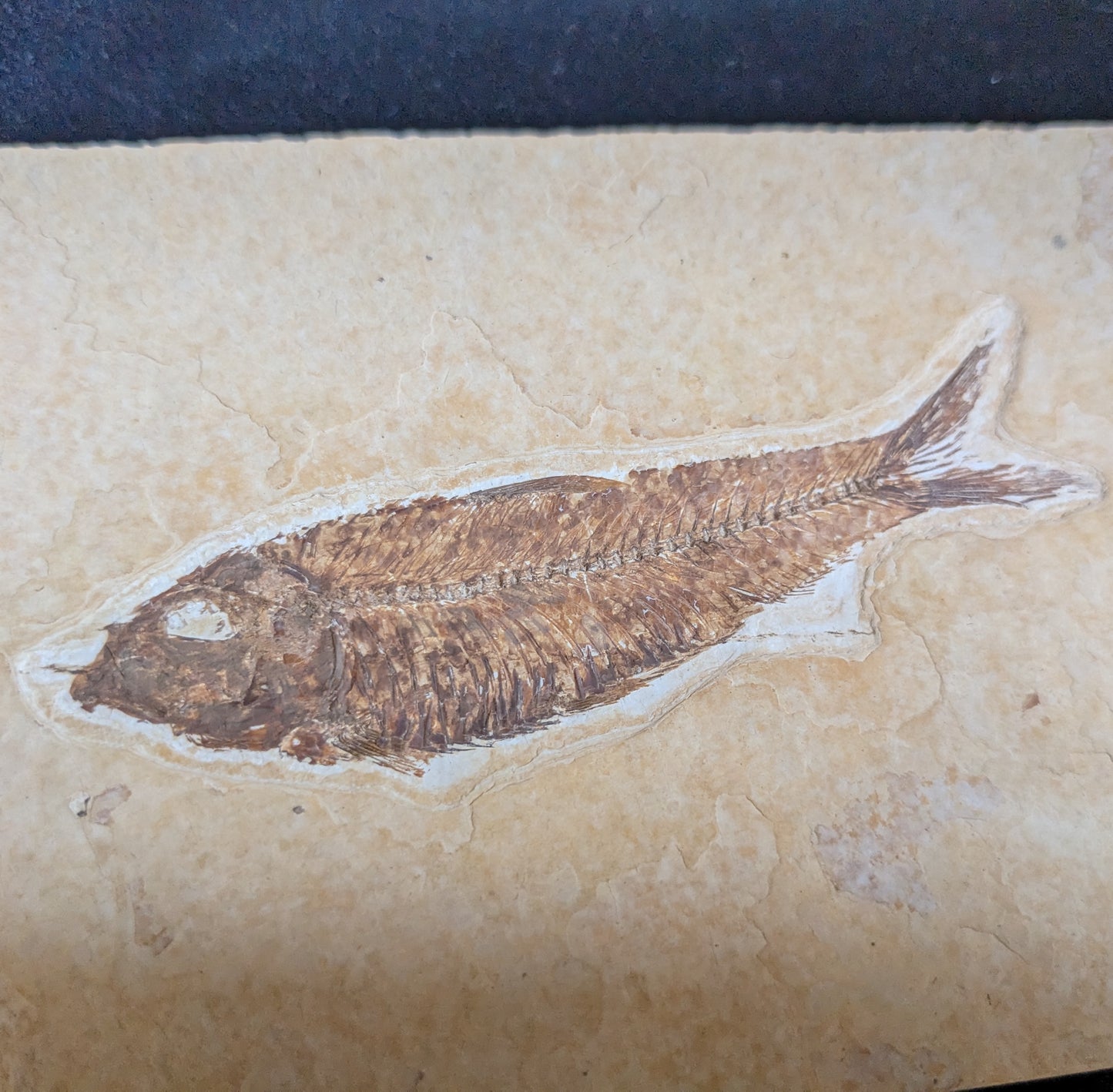 Fossilized Fish (Knightia)
