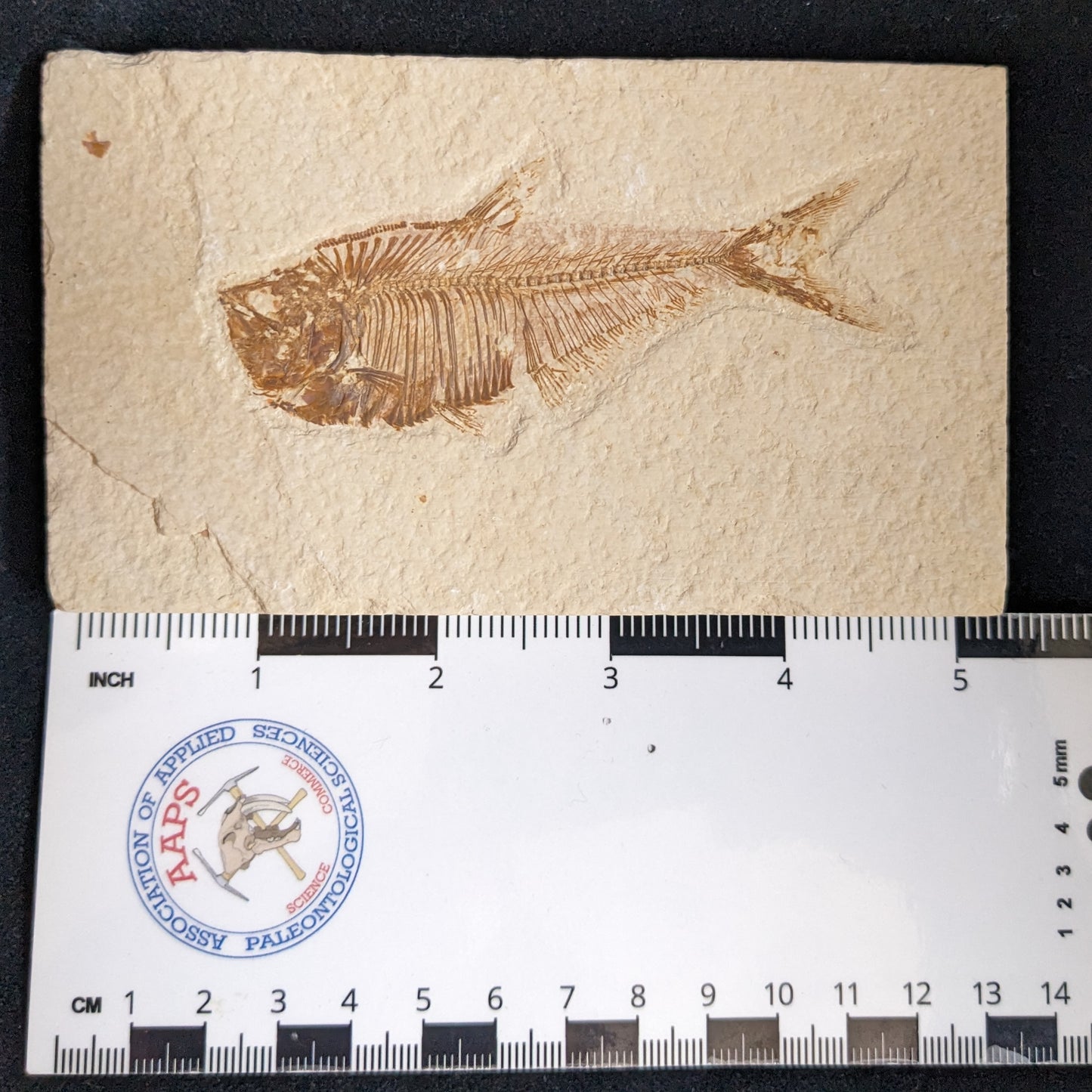 Fossilized Fish (Diplomystus dentatus)