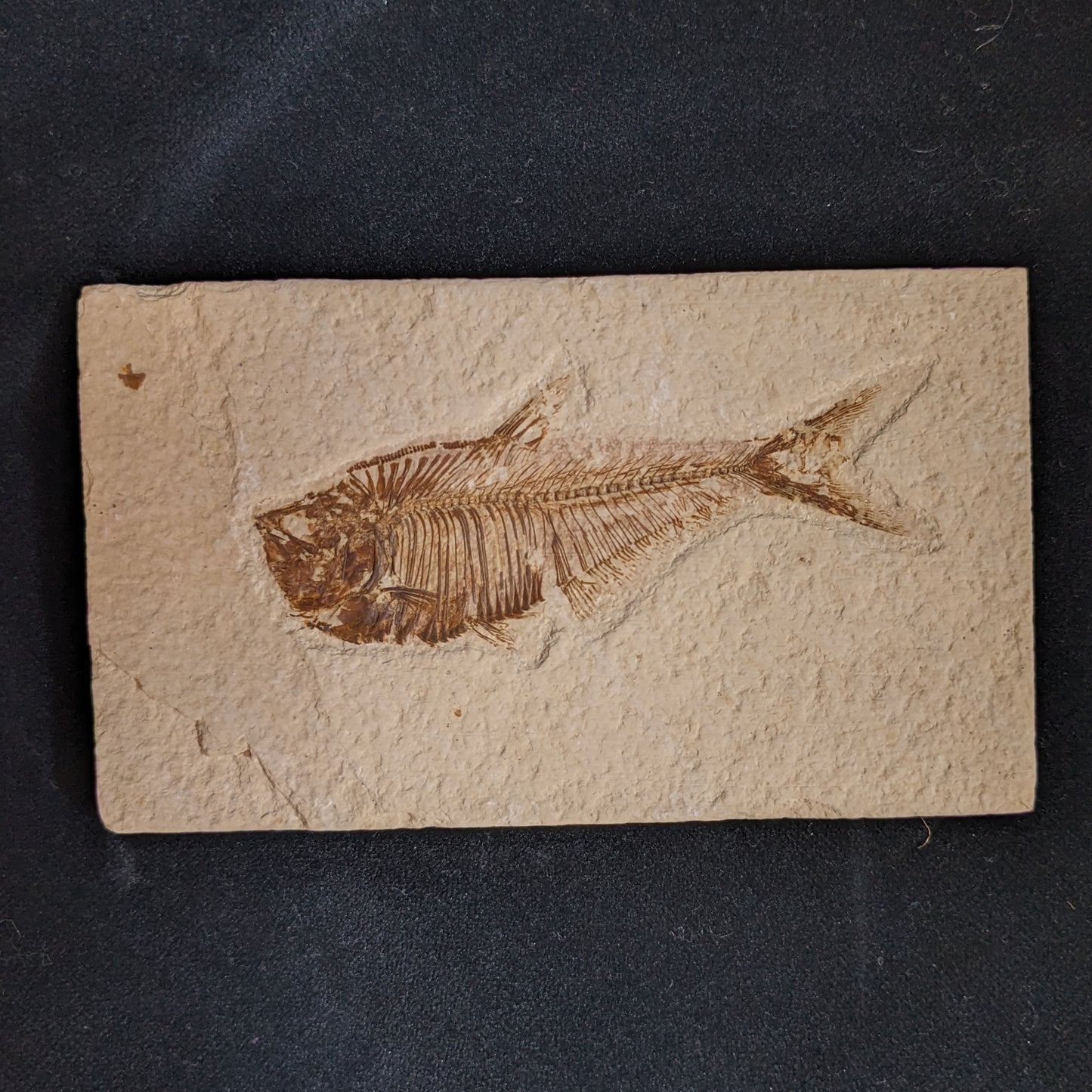 Fossilized Fish (Diplomystus dentatus)