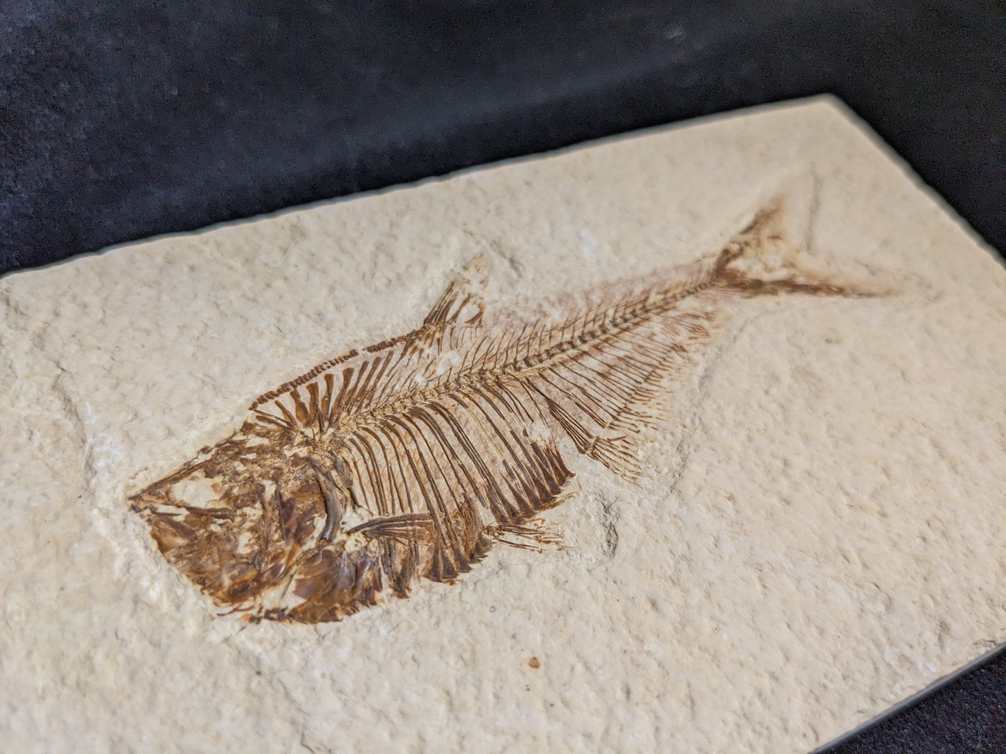 Fossilized Fish (Diplomystus dentatus)