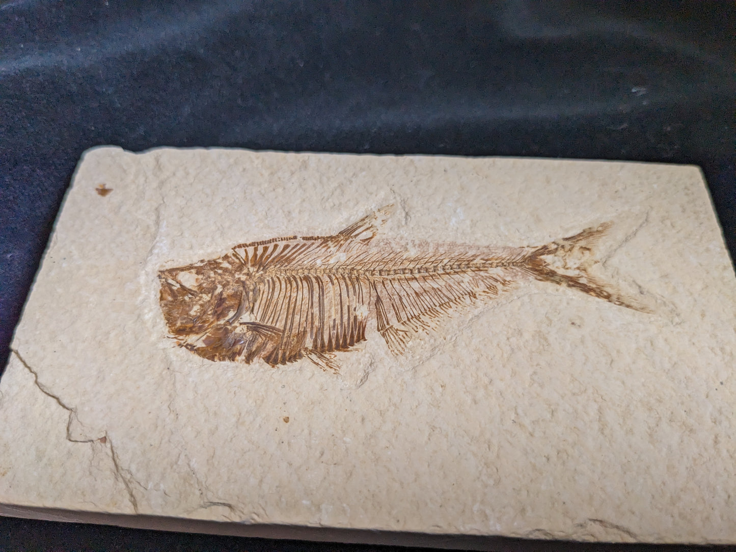 Fossilized Fish (Diplomystus dentatus)