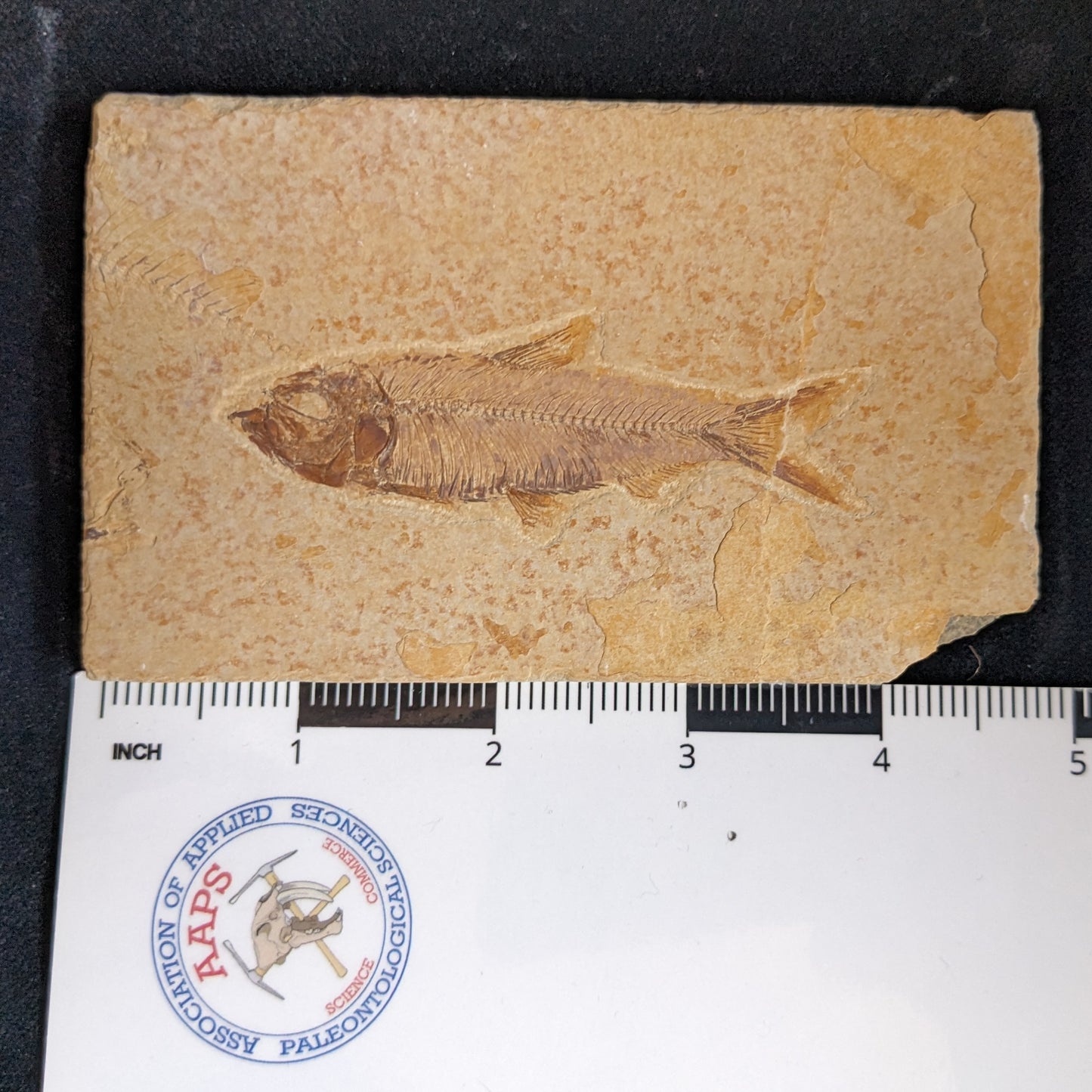 Fossilized Fish (Knightia)