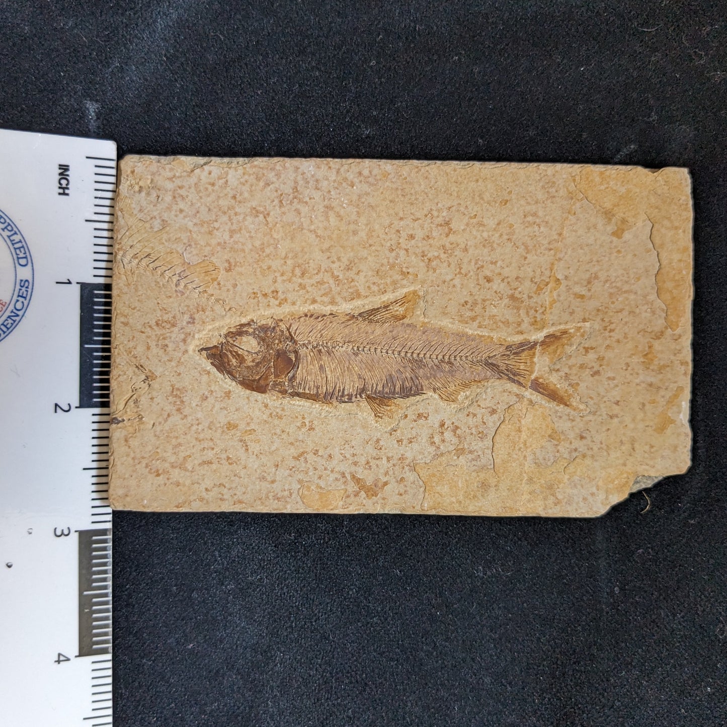 Fossilized Fish (Knightia)