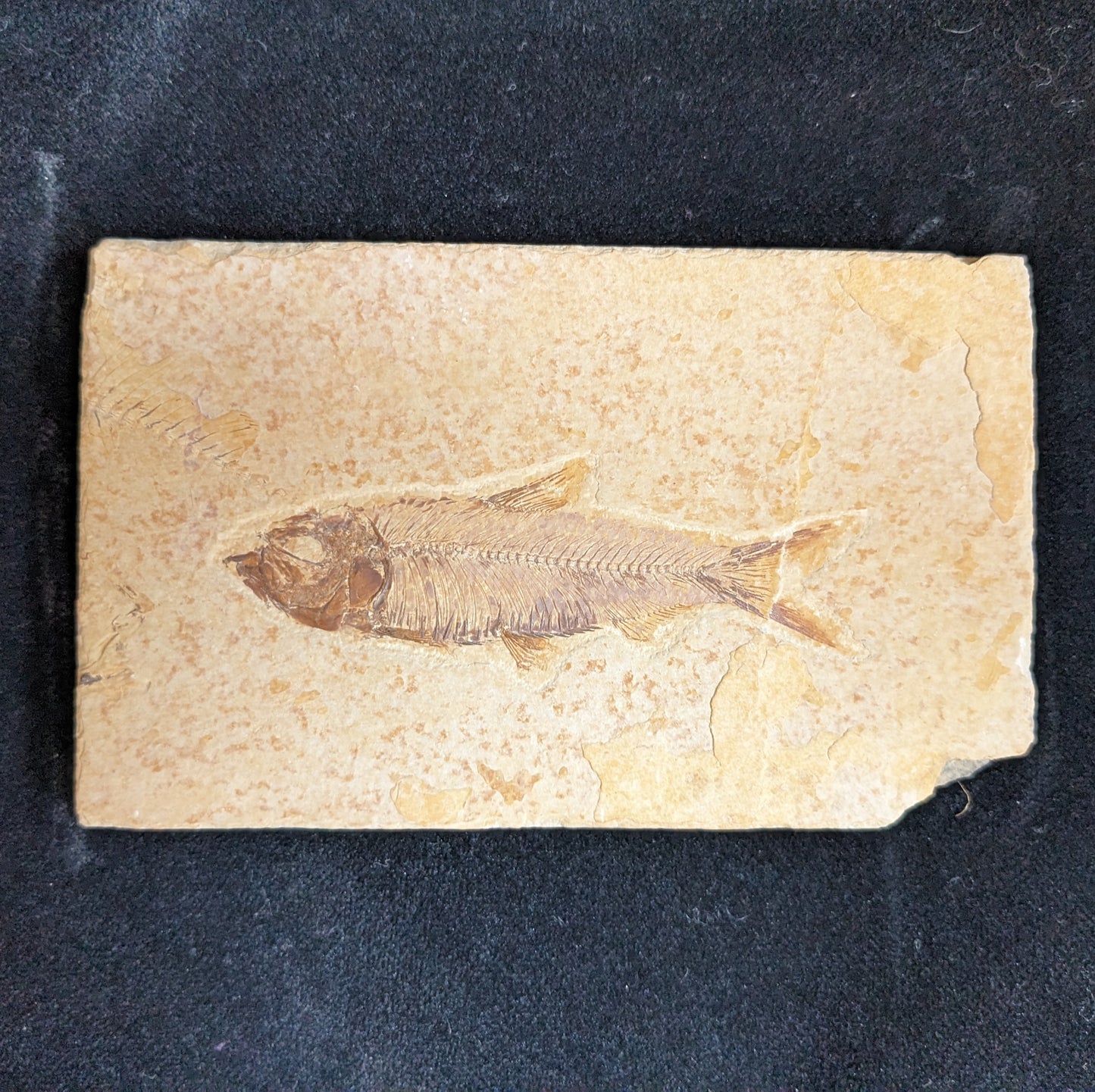 Fossilized Fish (Knightia)