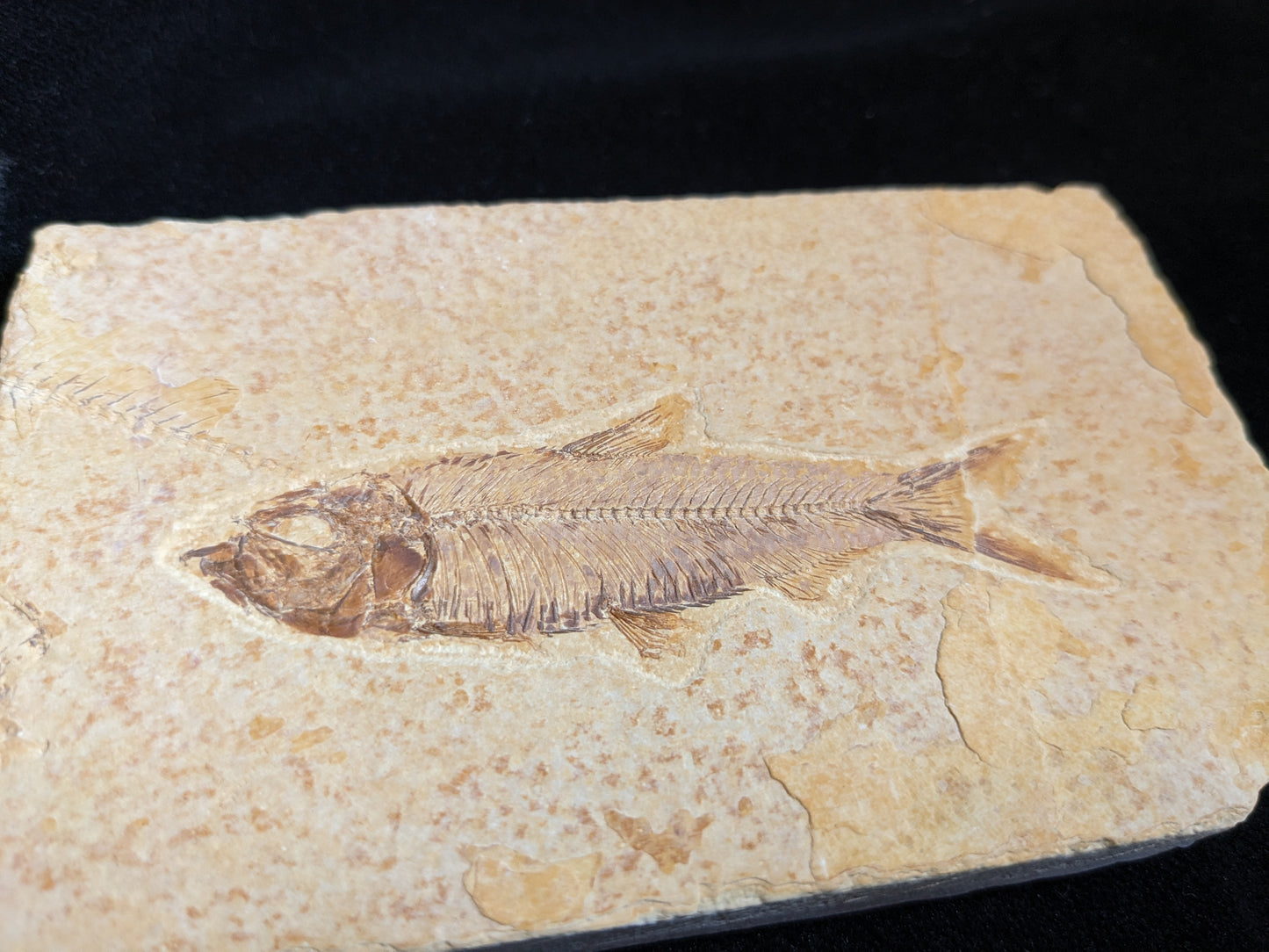 Fossilized Fish (Knightia)