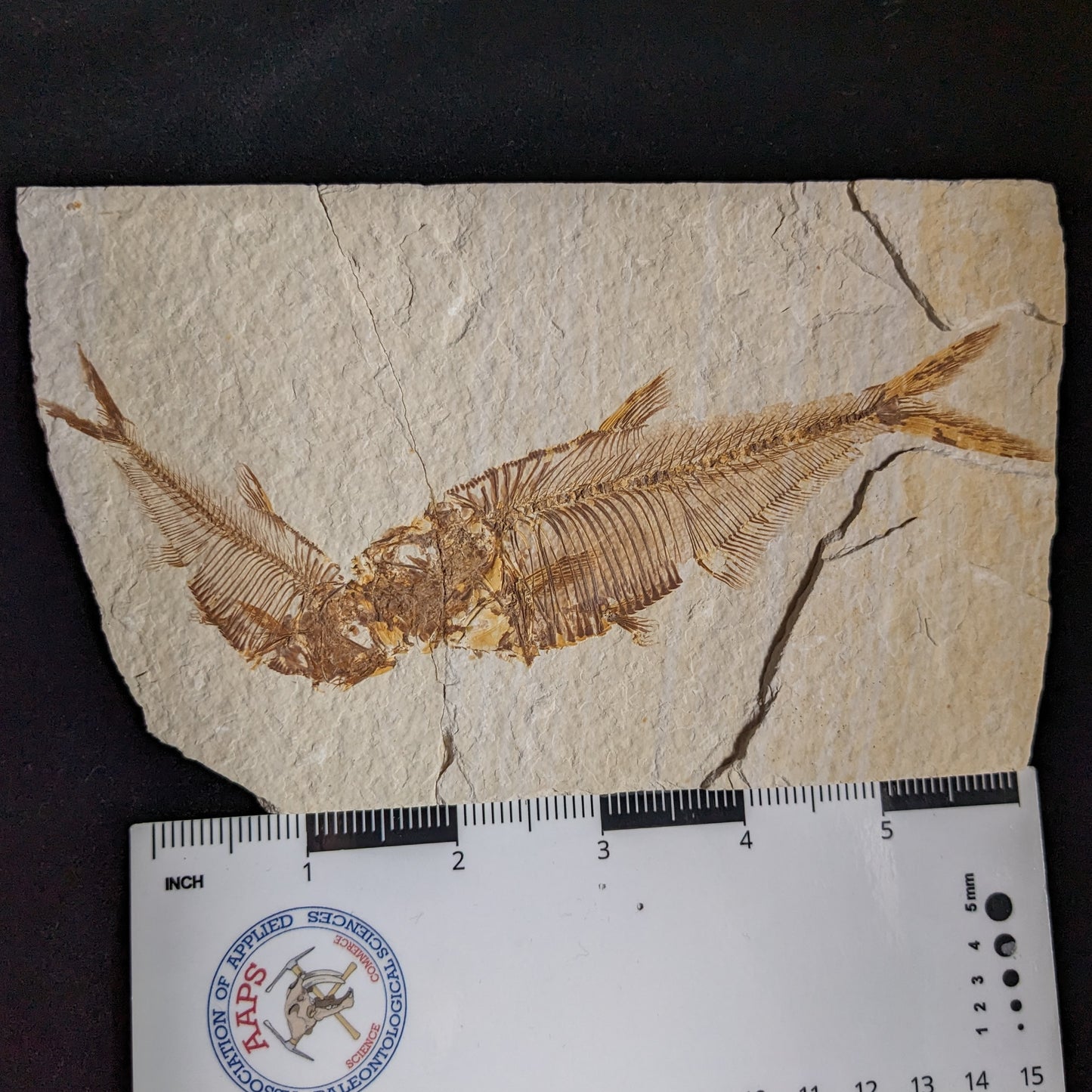 Kissing Fishies: Fossilized Fish, double (Diplomystus dentatus)