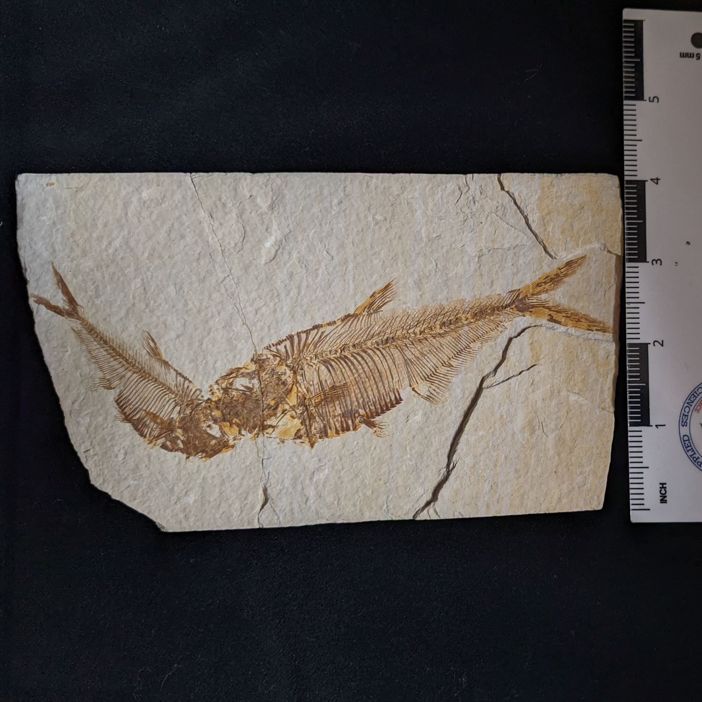 Kissing Fishies: Fossilized Fish, double (Diplomystus dentatus)