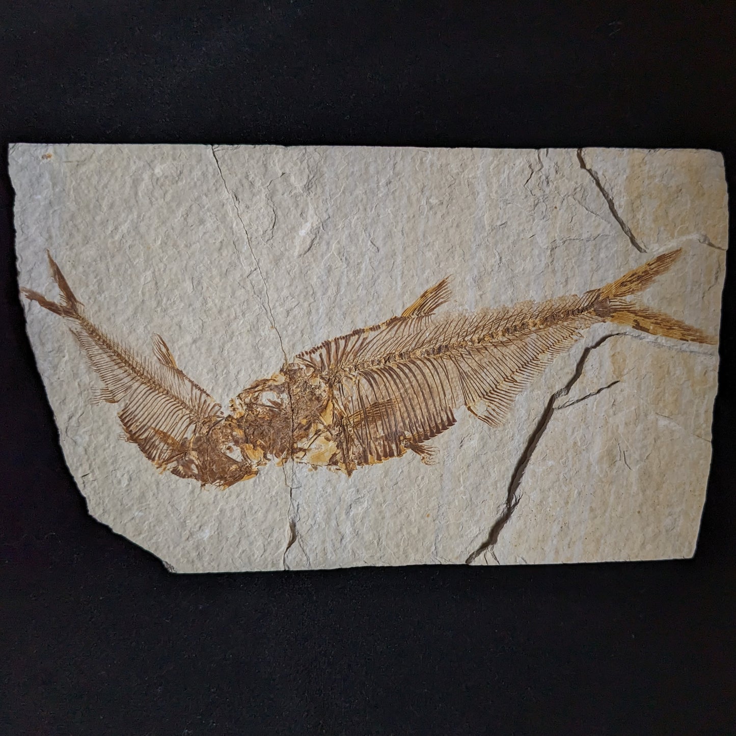 Kissing Fishies: Fossilized Fish, double (Diplomystus dentatus)