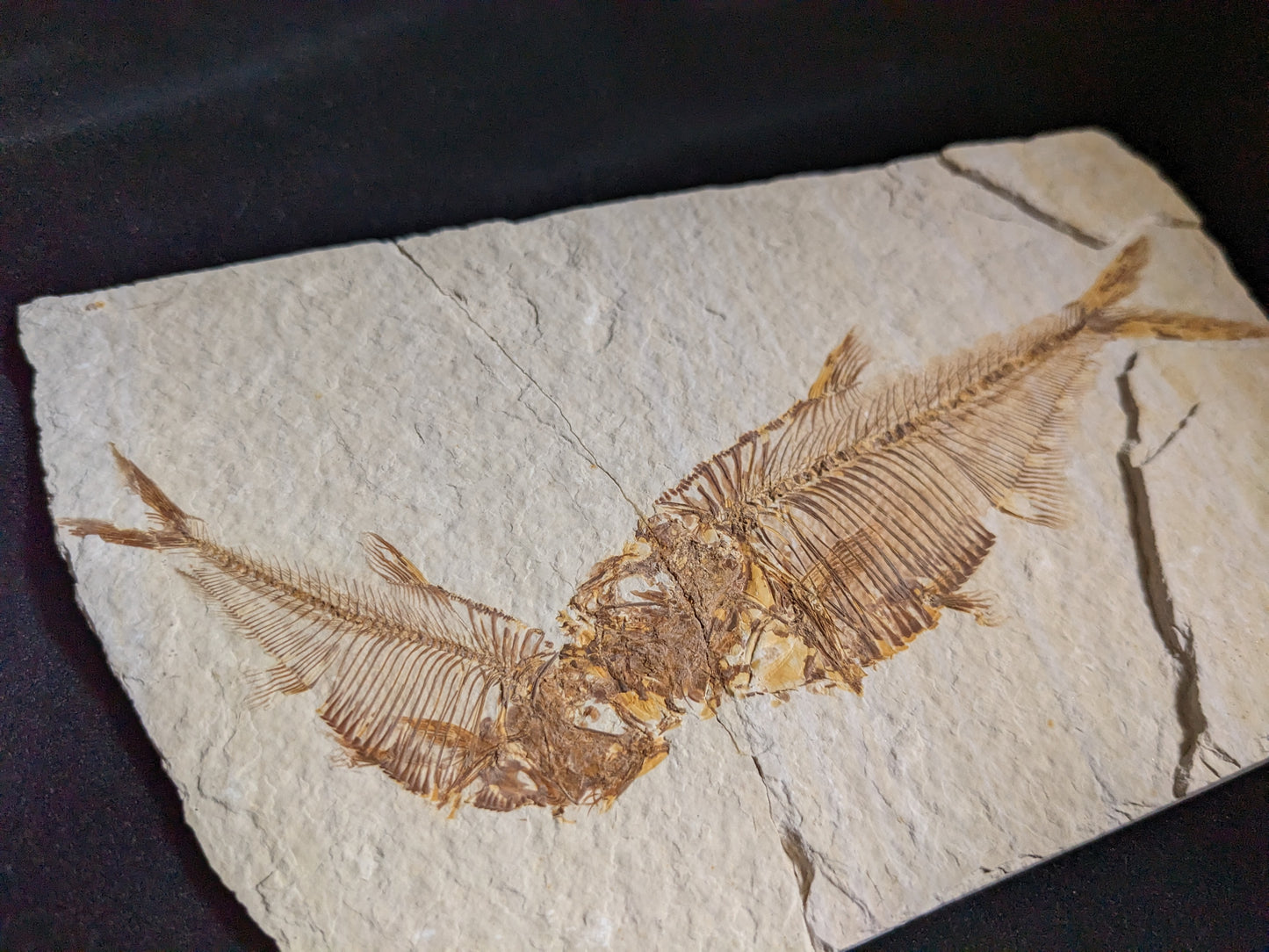 Kissing Fishies: Fossilized Fish, double (Diplomystus dentatus)