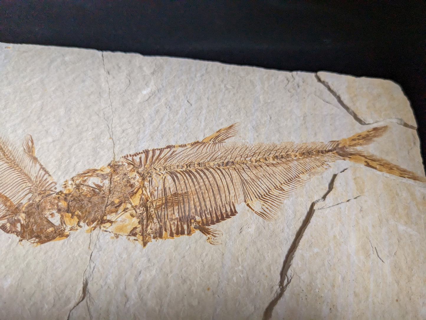 Kissing Fishies: Fossilized Fish, double (Diplomystus dentatus)