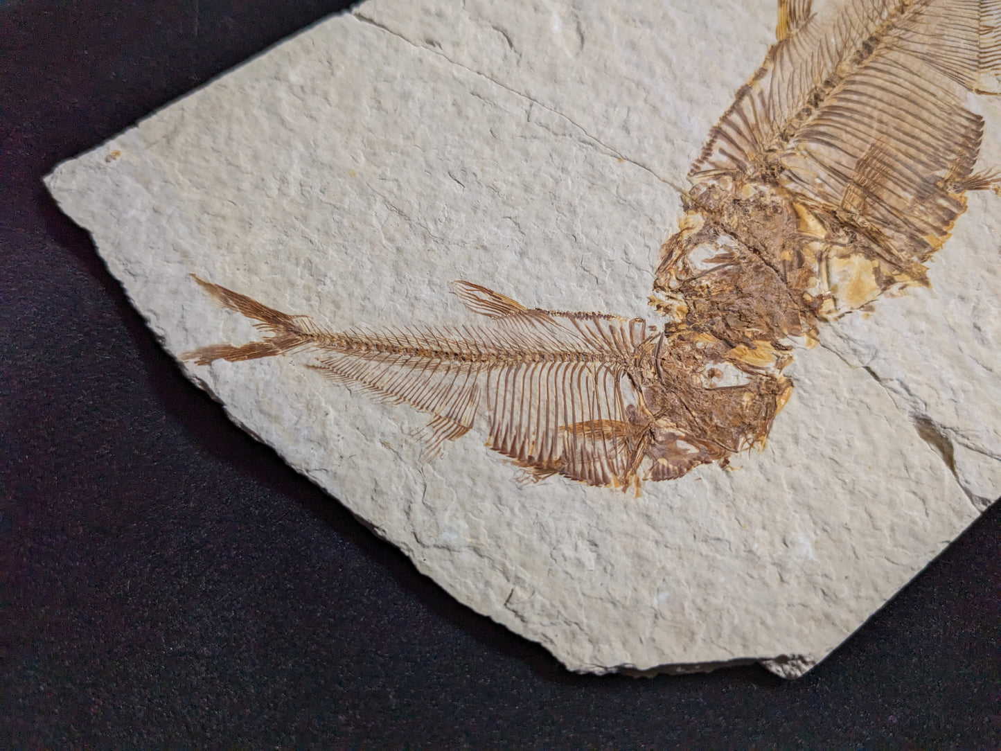 Kissing Fishies: Fossilized Fish, double (Diplomystus dentatus)