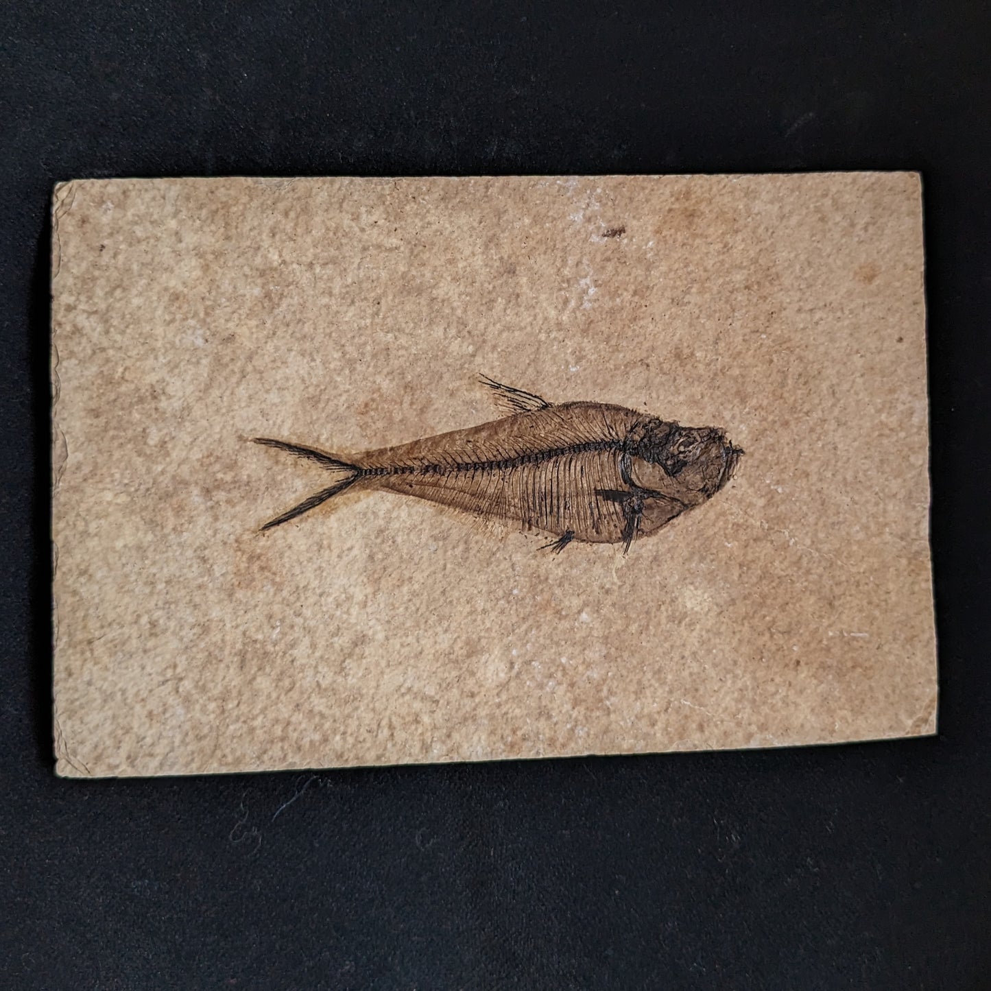 Fossilized Fish (Diplomystus dentatus)