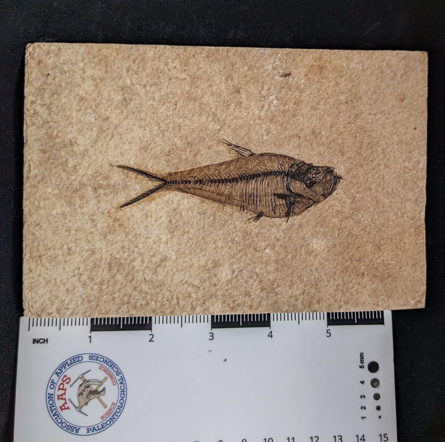 Fossilized Fish (Diplomystus dentatus)