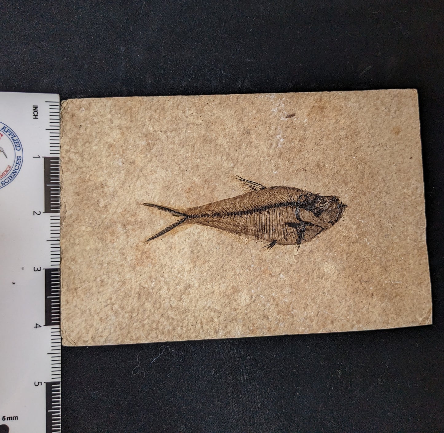 Fossilized Fish (Diplomystus dentatus)