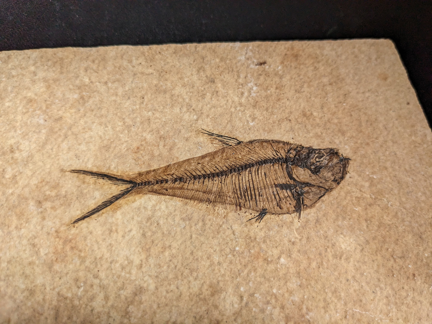 Fossilized Fish (Diplomystus dentatus)