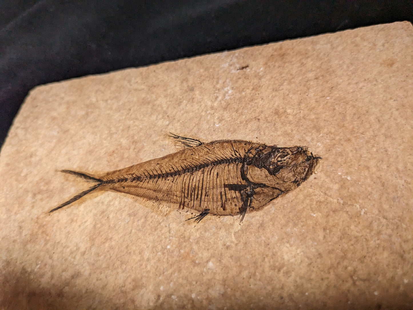 Fossilized Fish (Diplomystus dentatus)