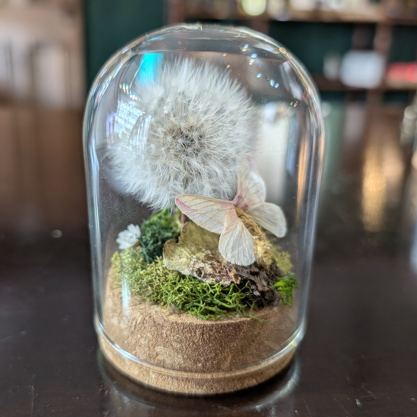Dandelion Cloche with Rosy Maple Moth