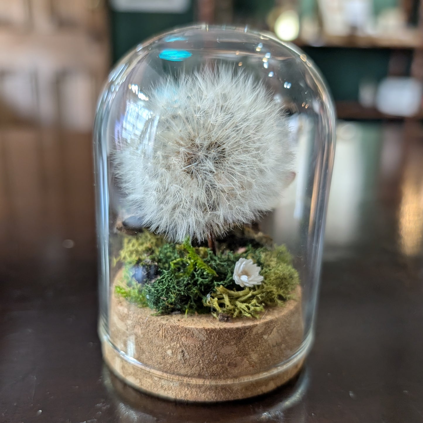 Dandelion Cloche with Rosy Maple Moth