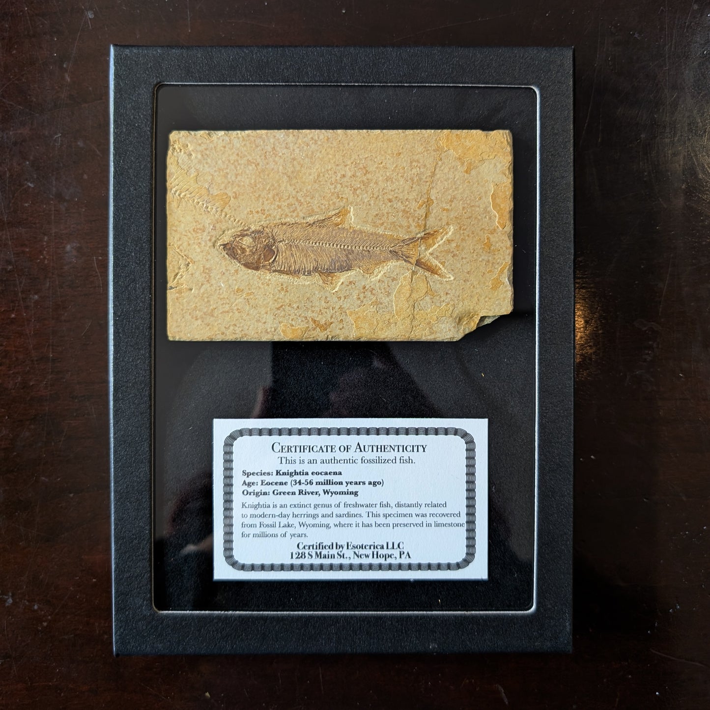 Fossilized Fish (Knightia)