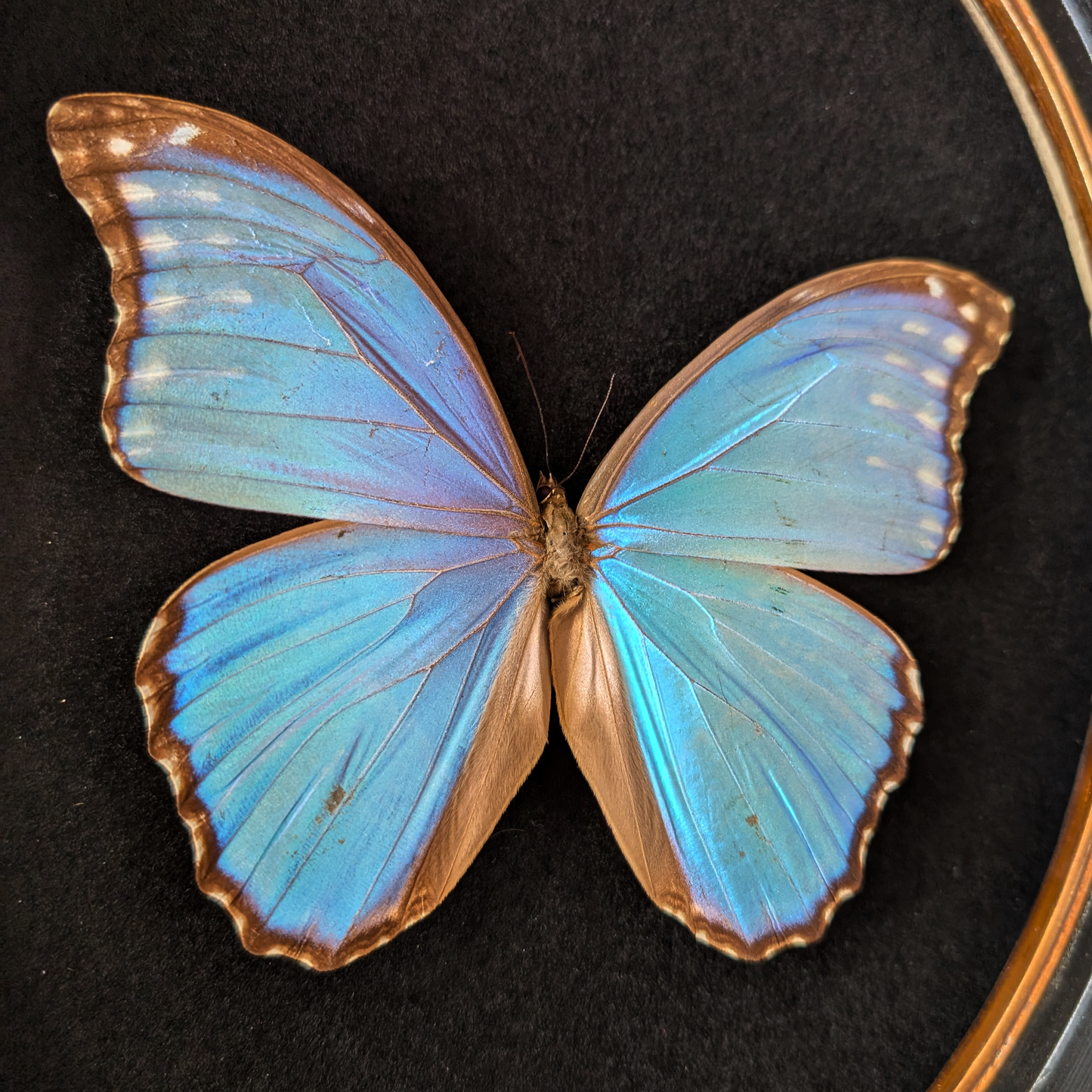 Blue Morpho Butterfly in Oval Frame