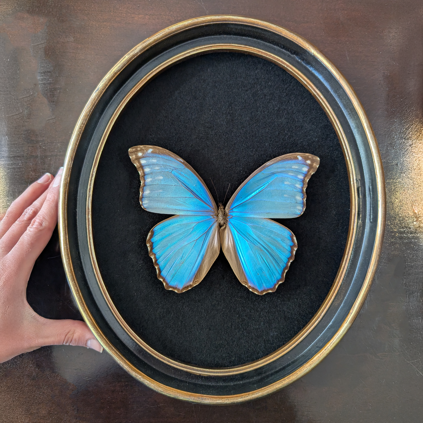 Blue Morpho Butterfly in Oval Frame