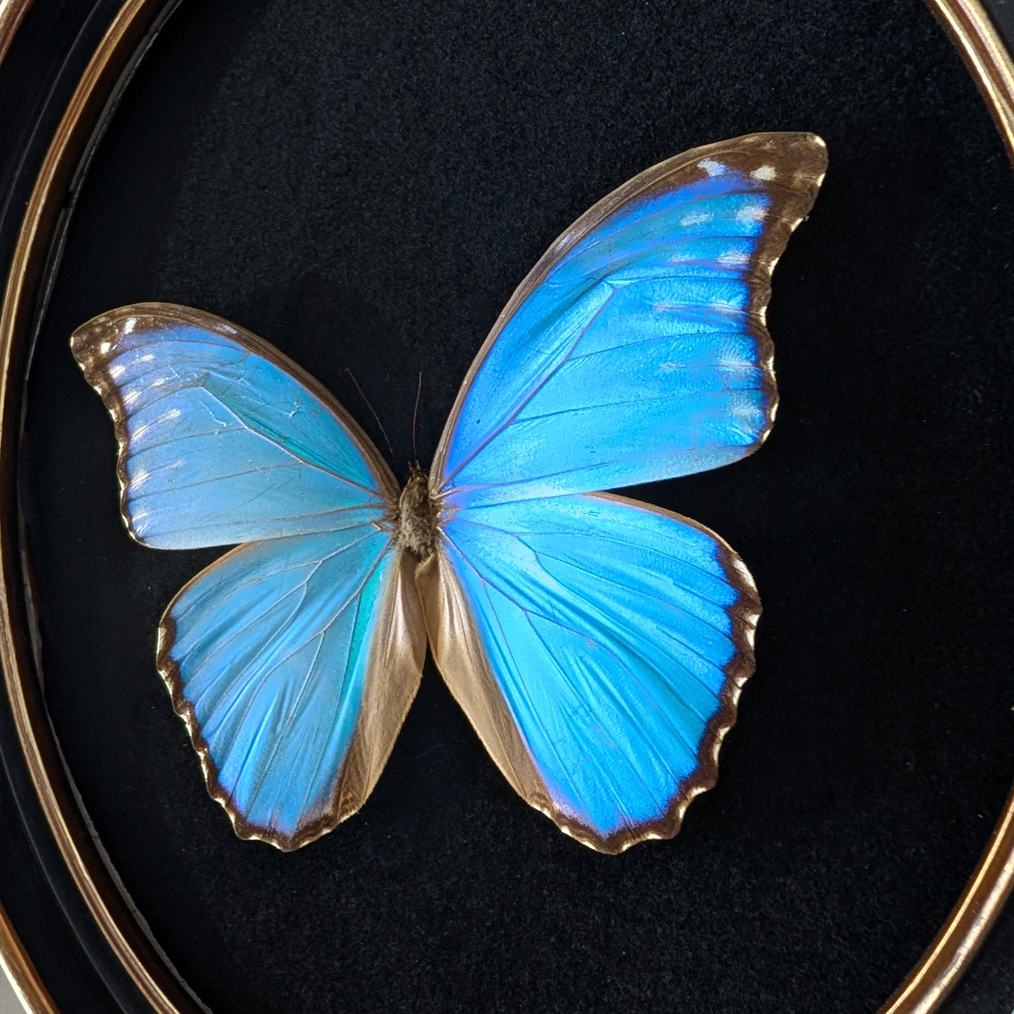 Blue Morpho Butterfly in Oval Frame