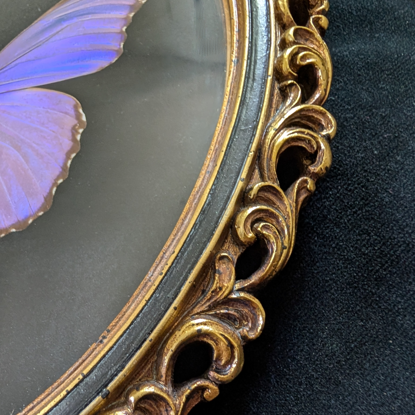 Blue Morpho Butterfly in Curly Oval Frame