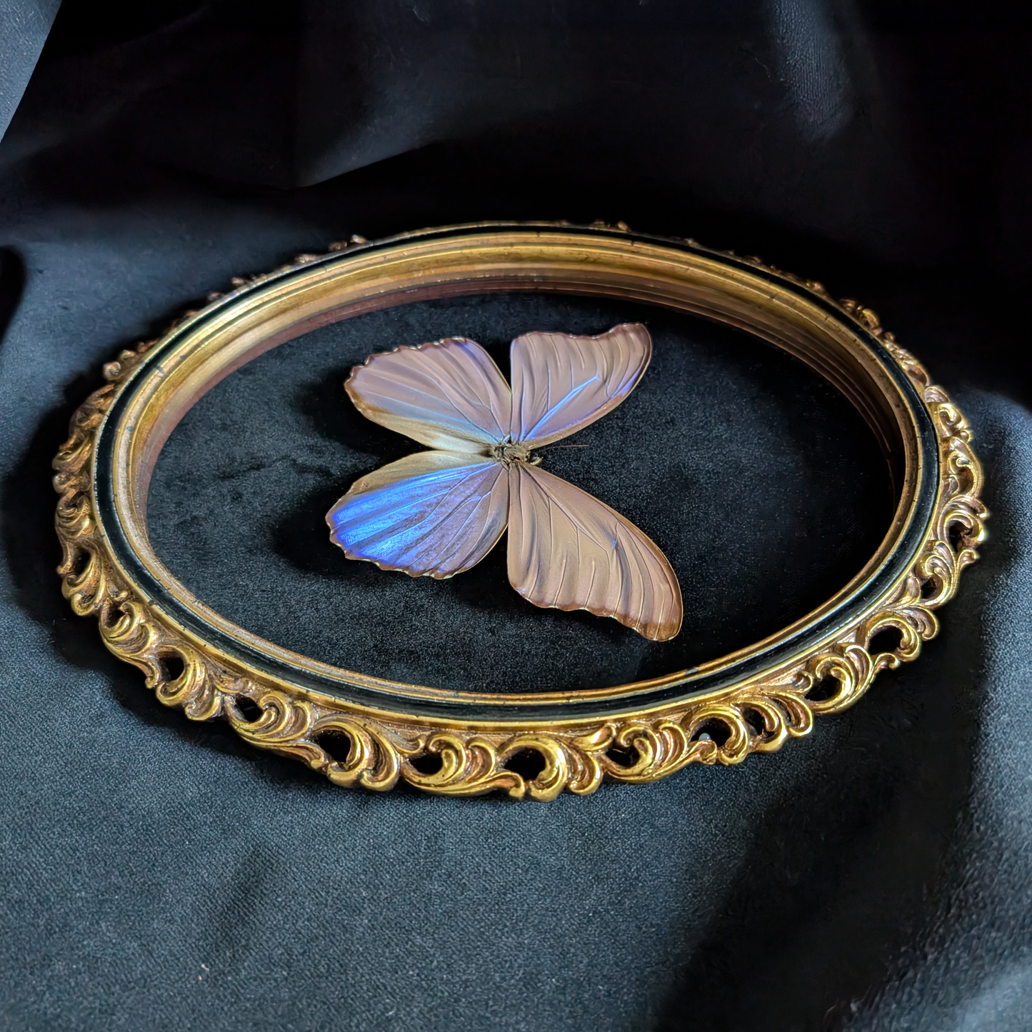 Blue Morpho Butterfly in Curly Oval Frame