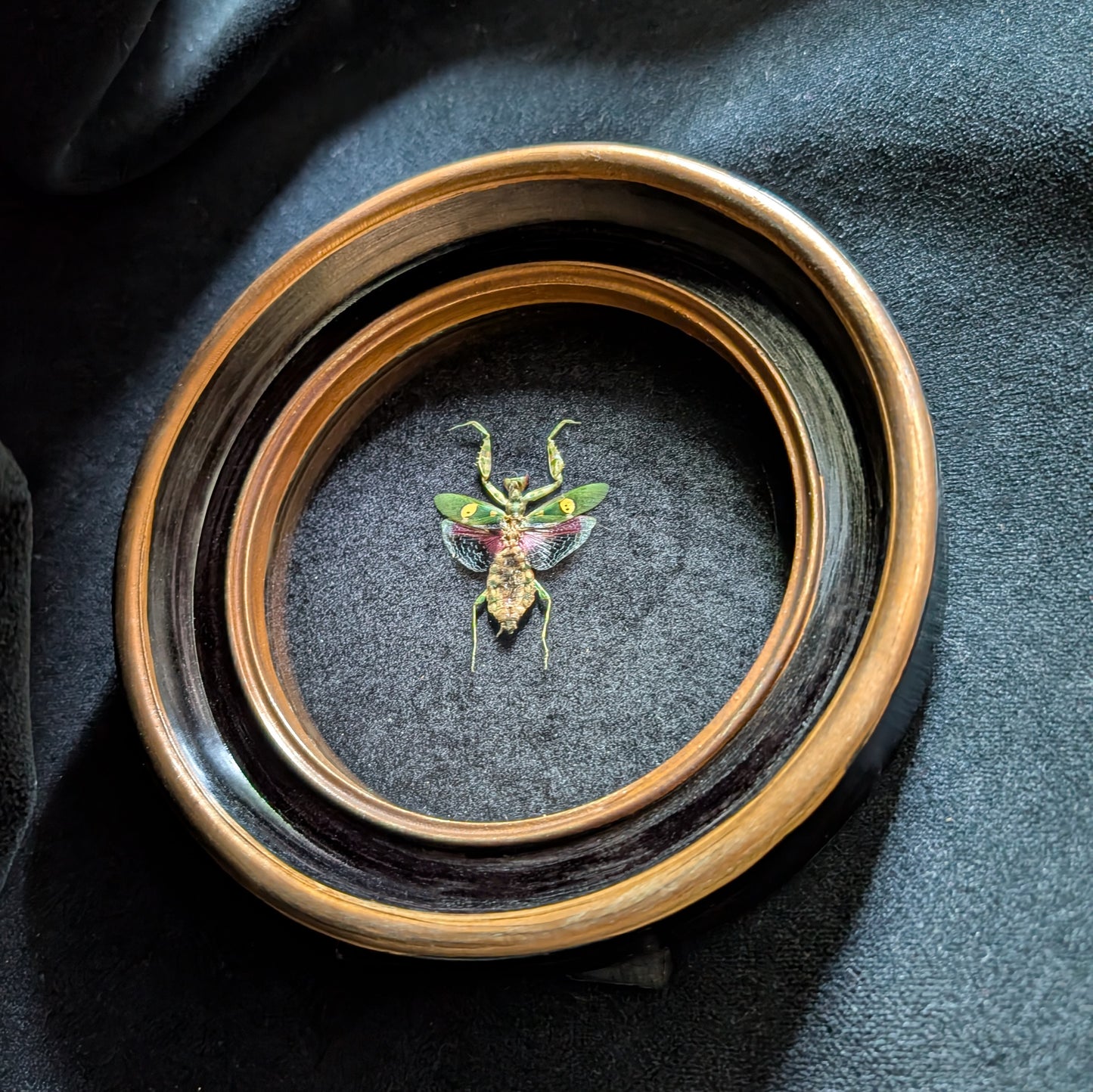 Real Jeweled Mantis in Round Frame (Female)