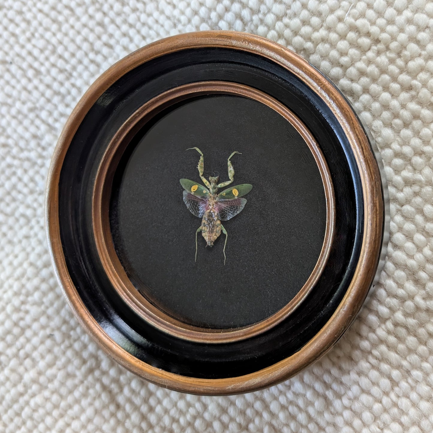 Real Jeweled Mantis in Round Frame (Female)