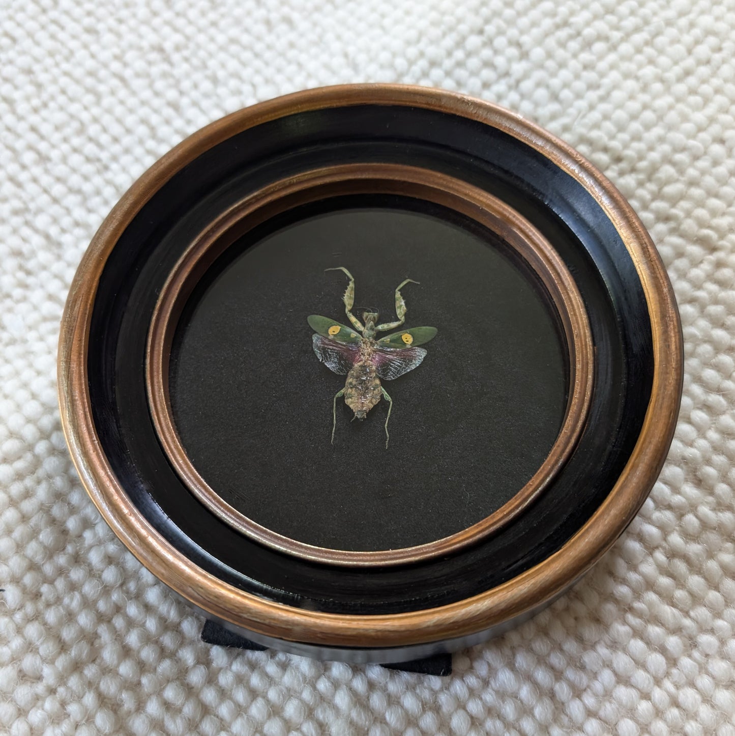 Real Jeweled Mantis in Round Frame (Female)