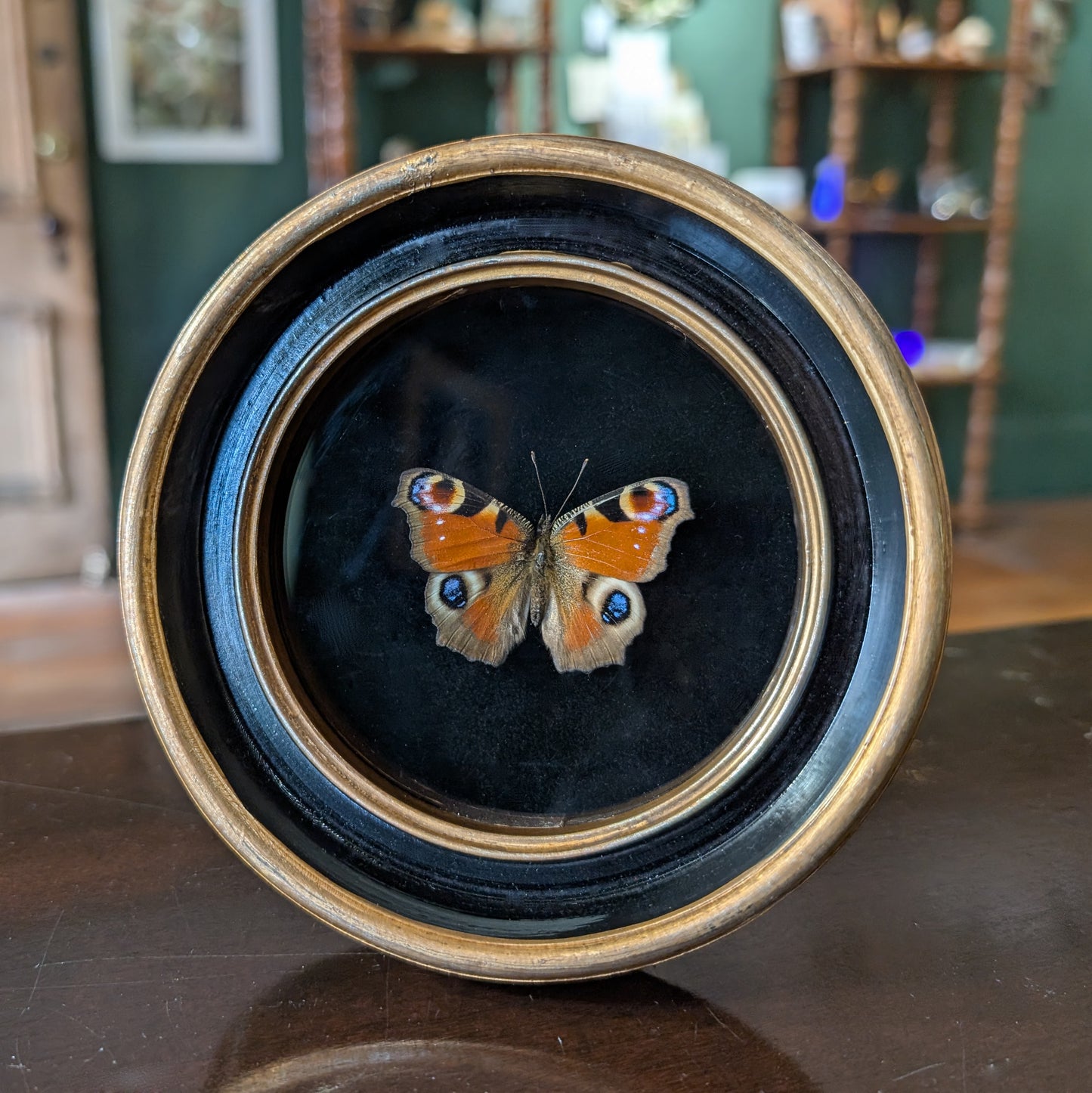 Real Peacock Butterfly in Round Frame