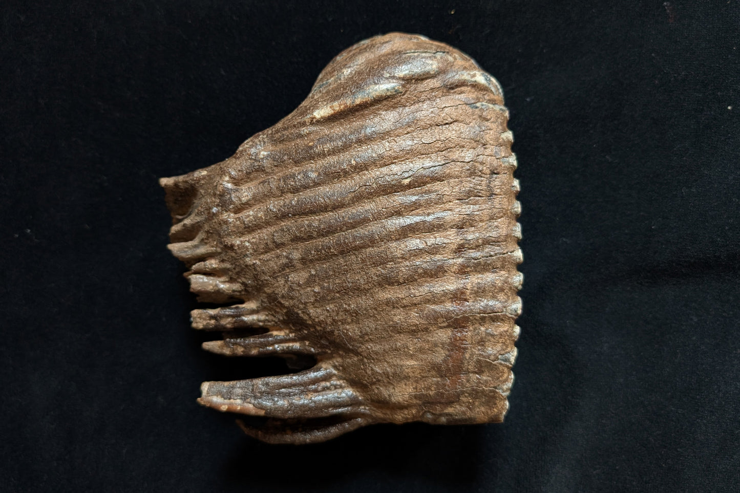 Mammoth Tooth