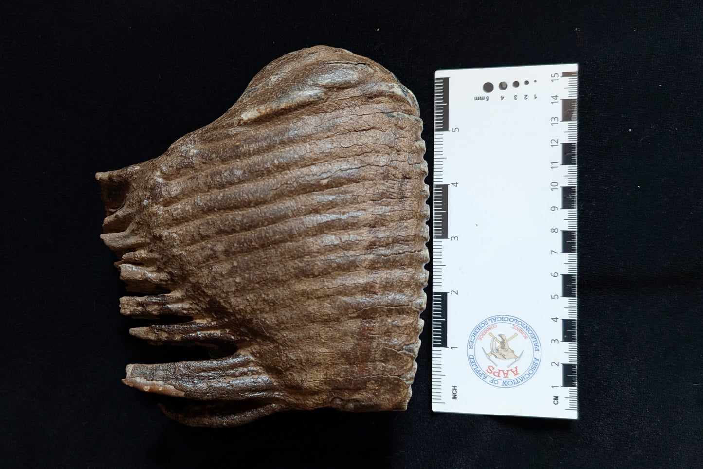 Mammoth Tooth