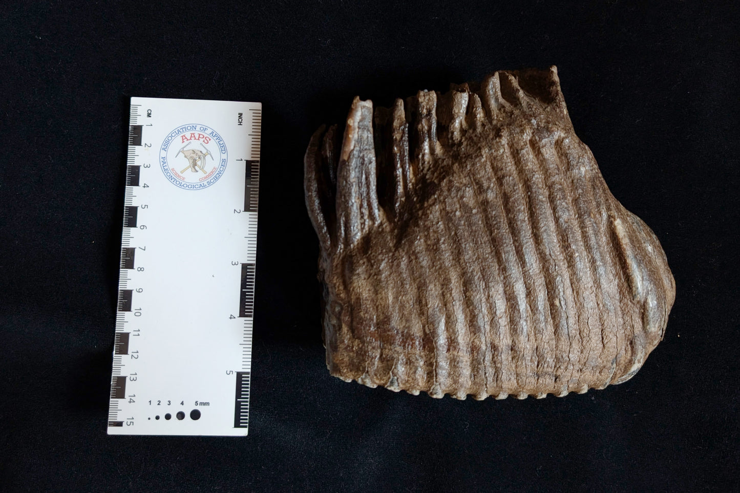 Mammoth Tooth