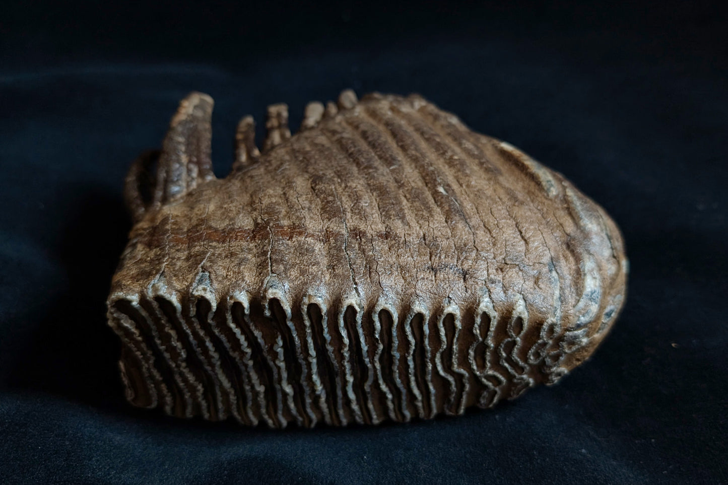 Mammoth Tooth