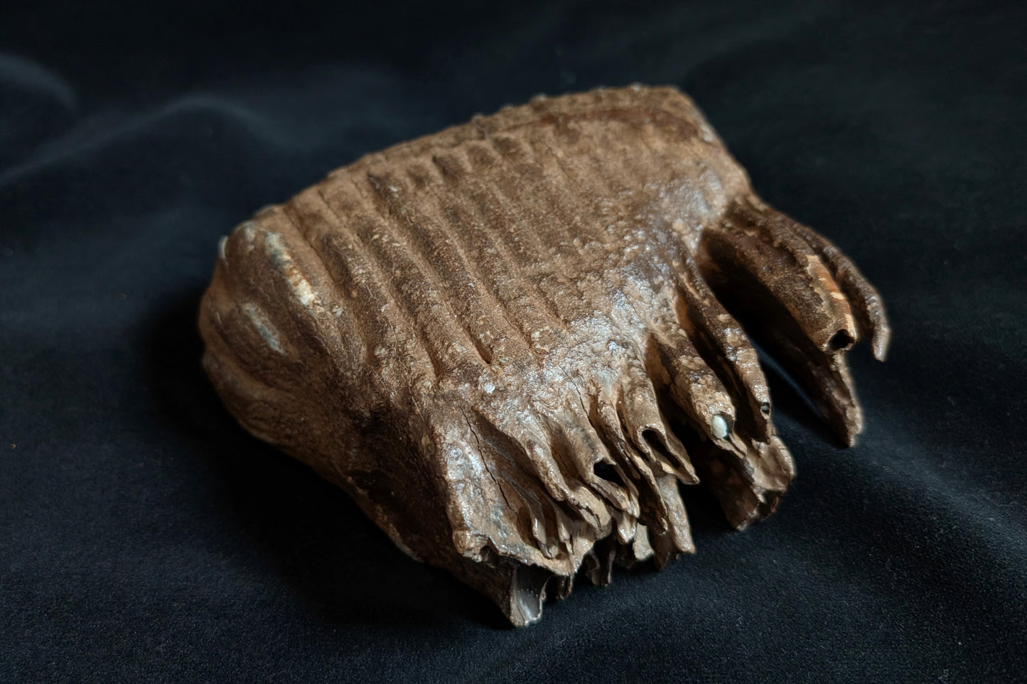 Mammoth Tooth