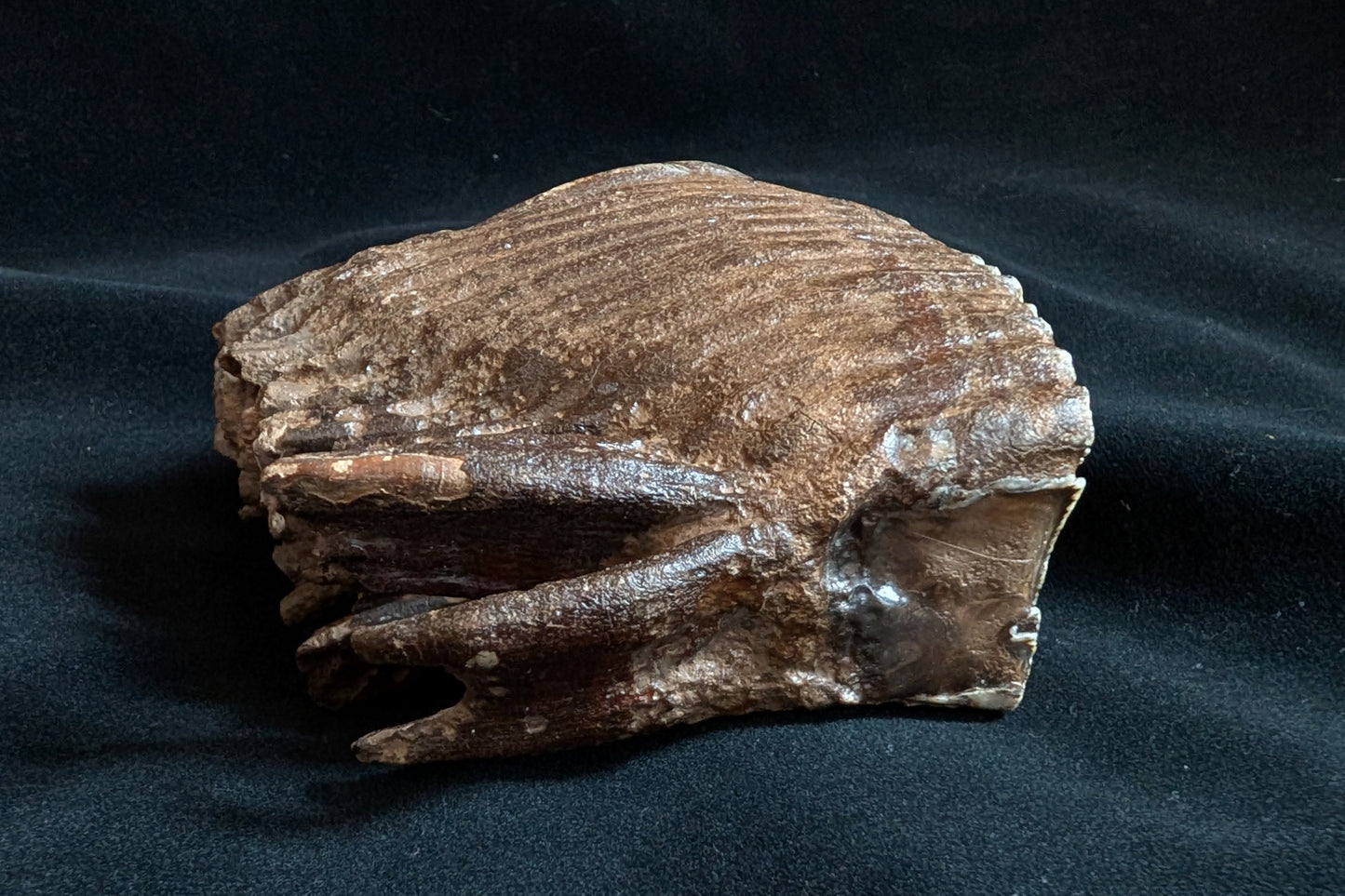 Mammoth Tooth