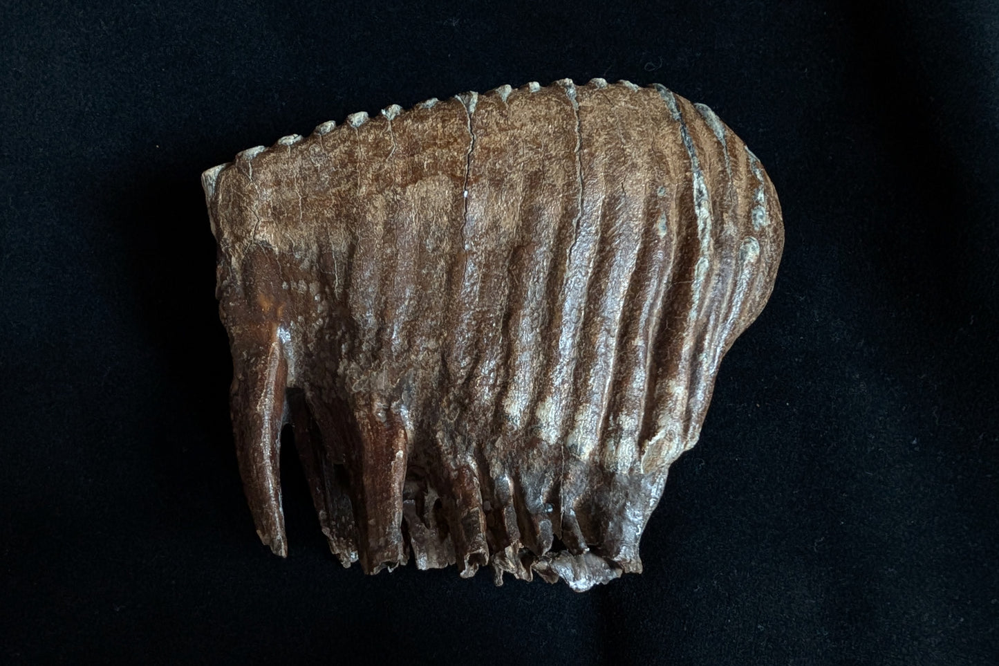 Mammoth Tooth