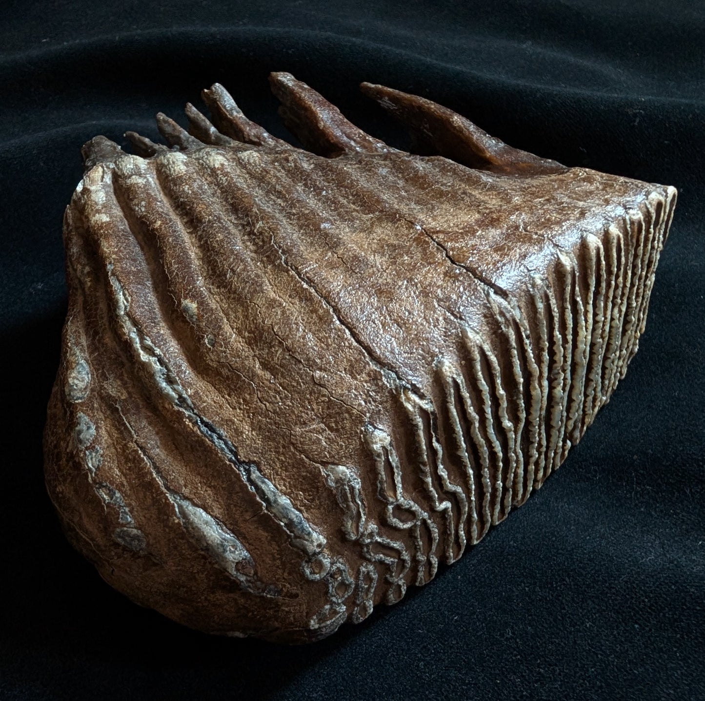 Mammoth Tooth