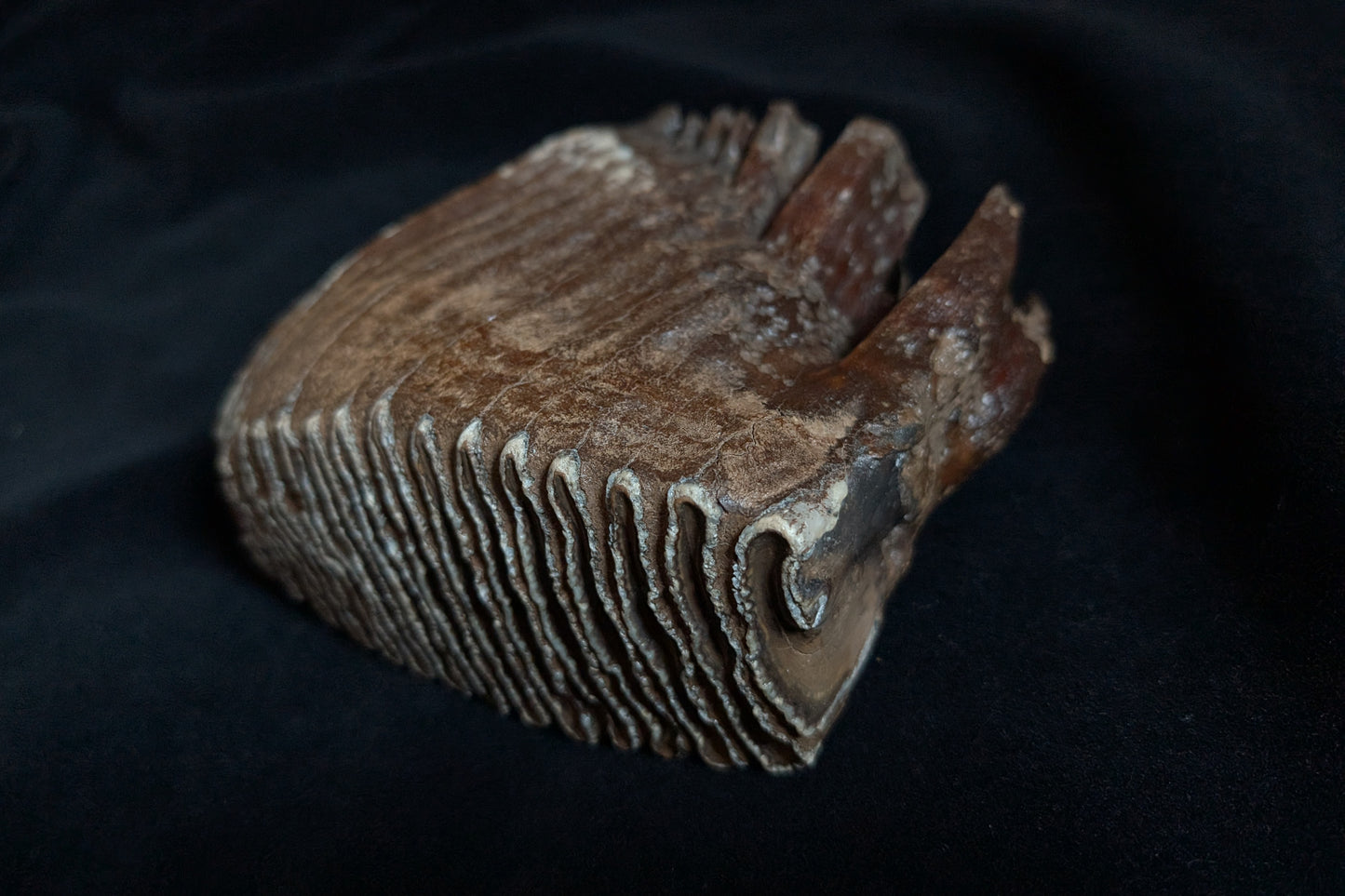 Mammoth Tooth