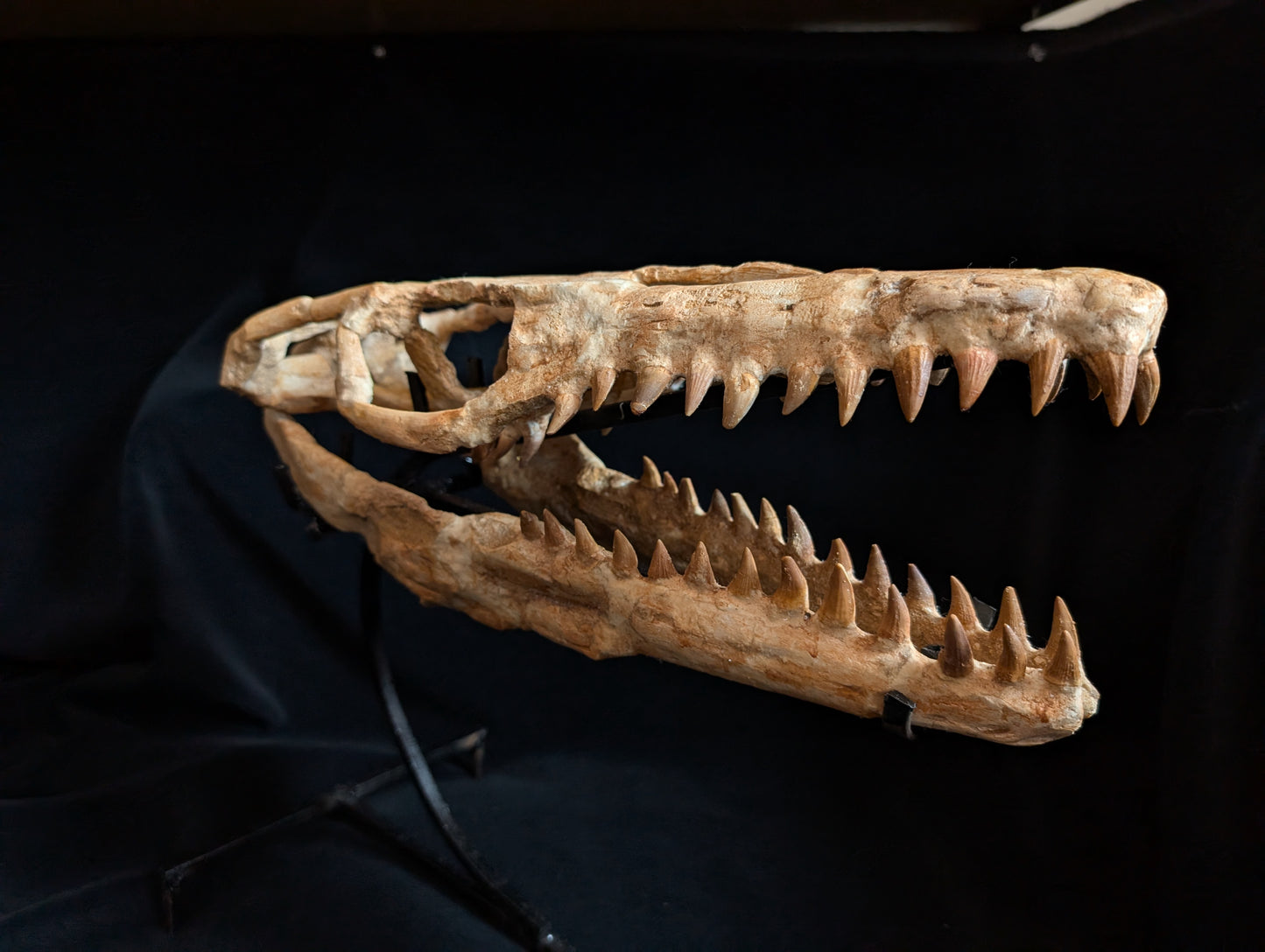 Mosasaur Skull