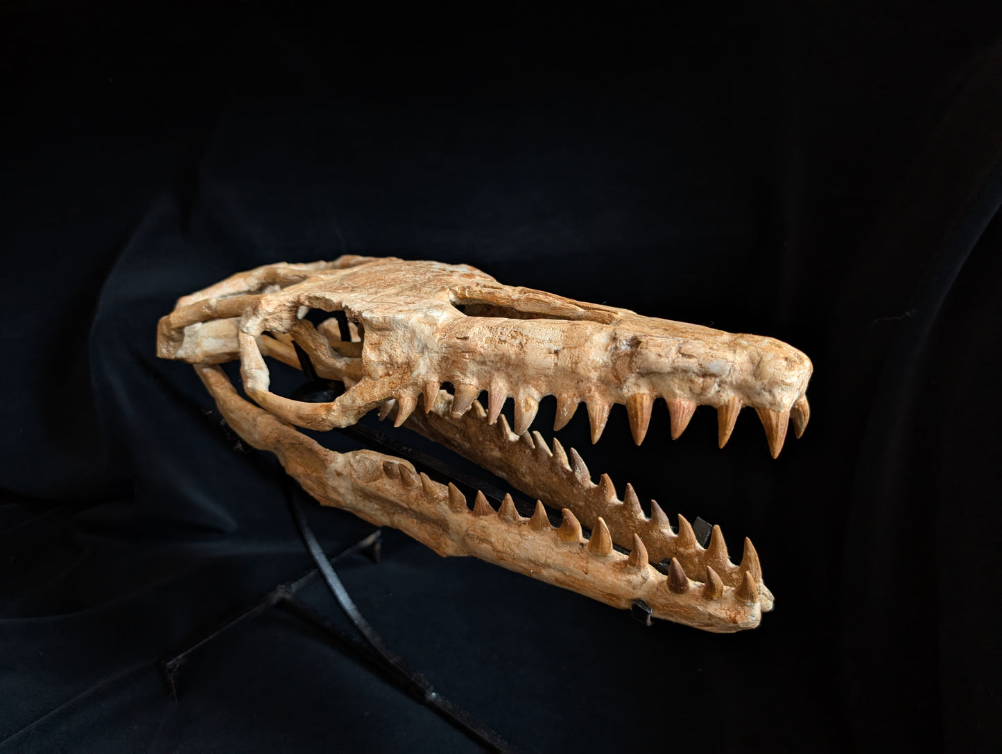 Mosasaur Skull