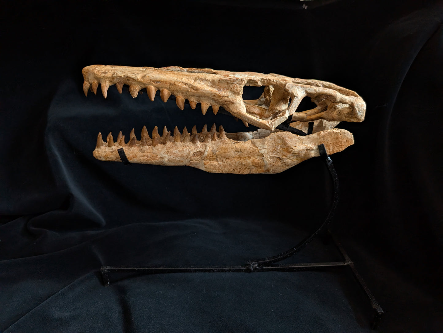 Mosasaur Skull