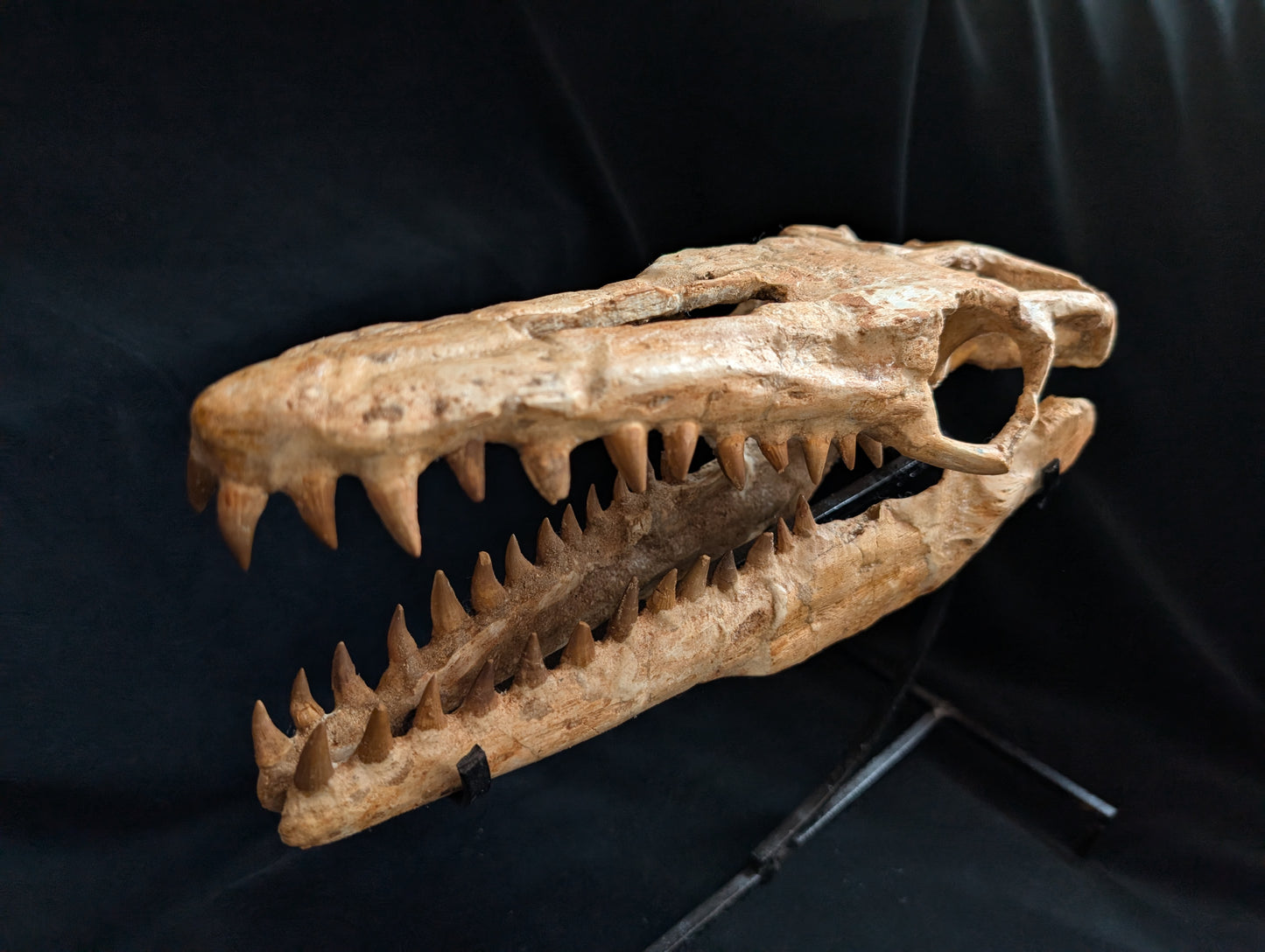 Mosasaur Skull