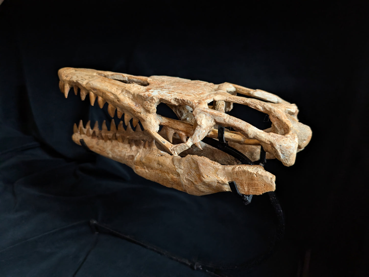 Mosasaur Skull