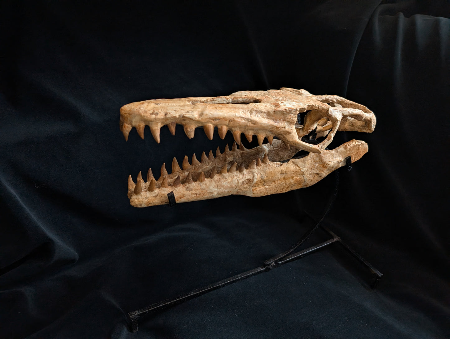 Mosasaur Skull