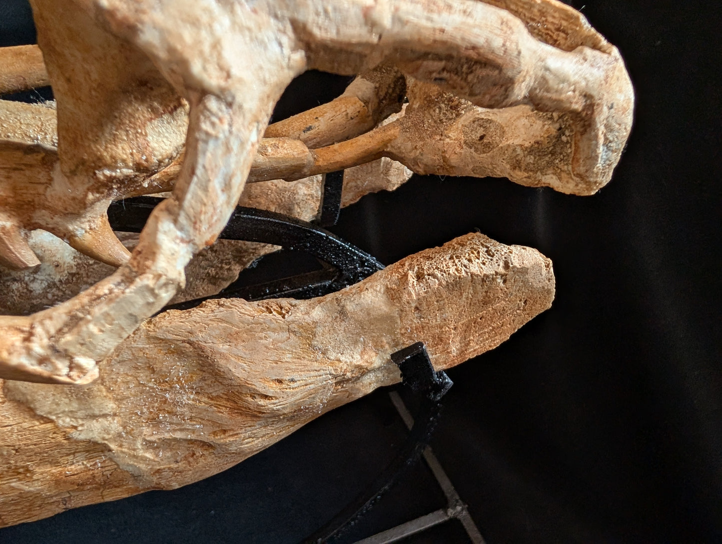 Mosasaur Skull