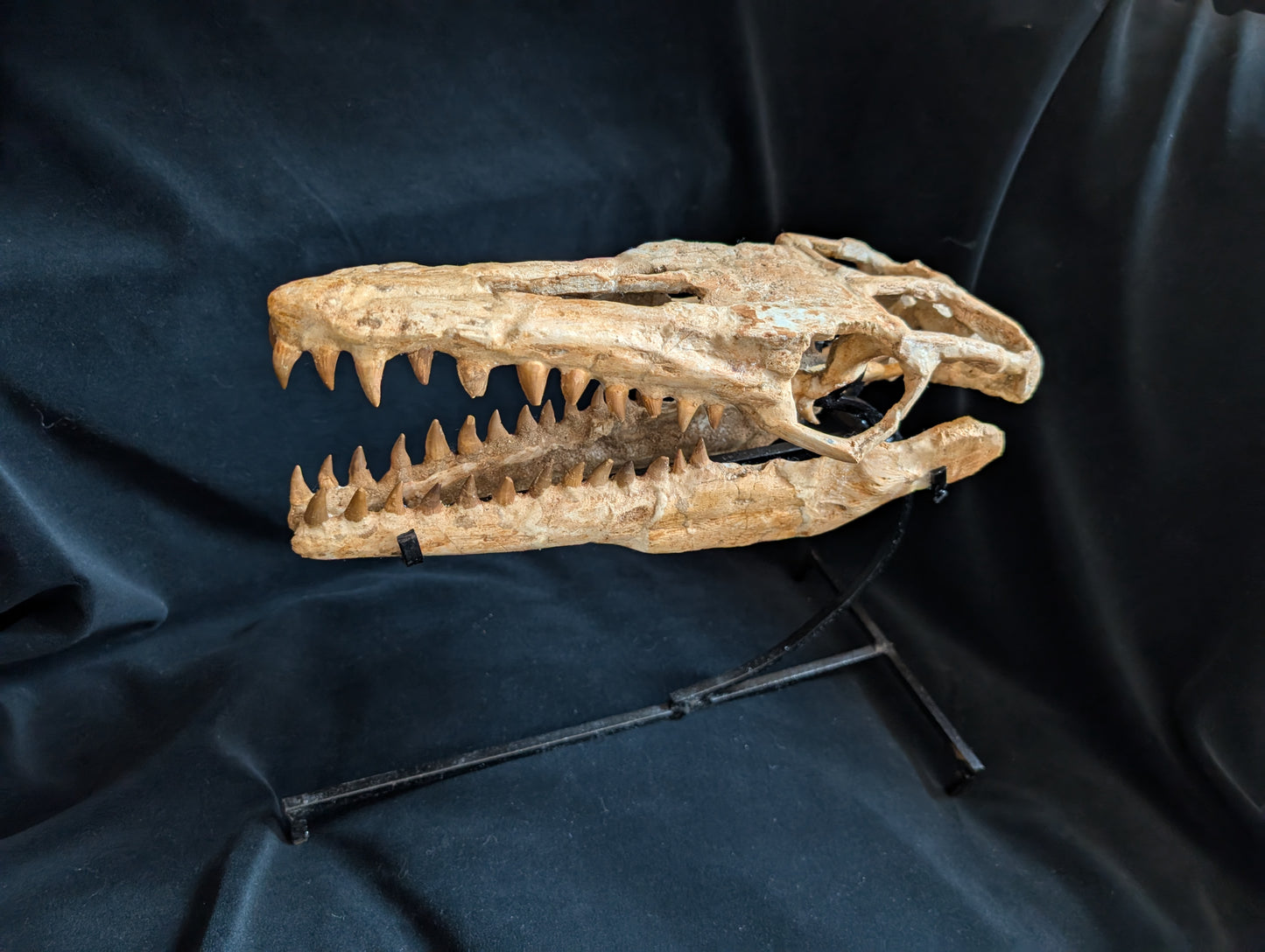 Mosasaur Skull